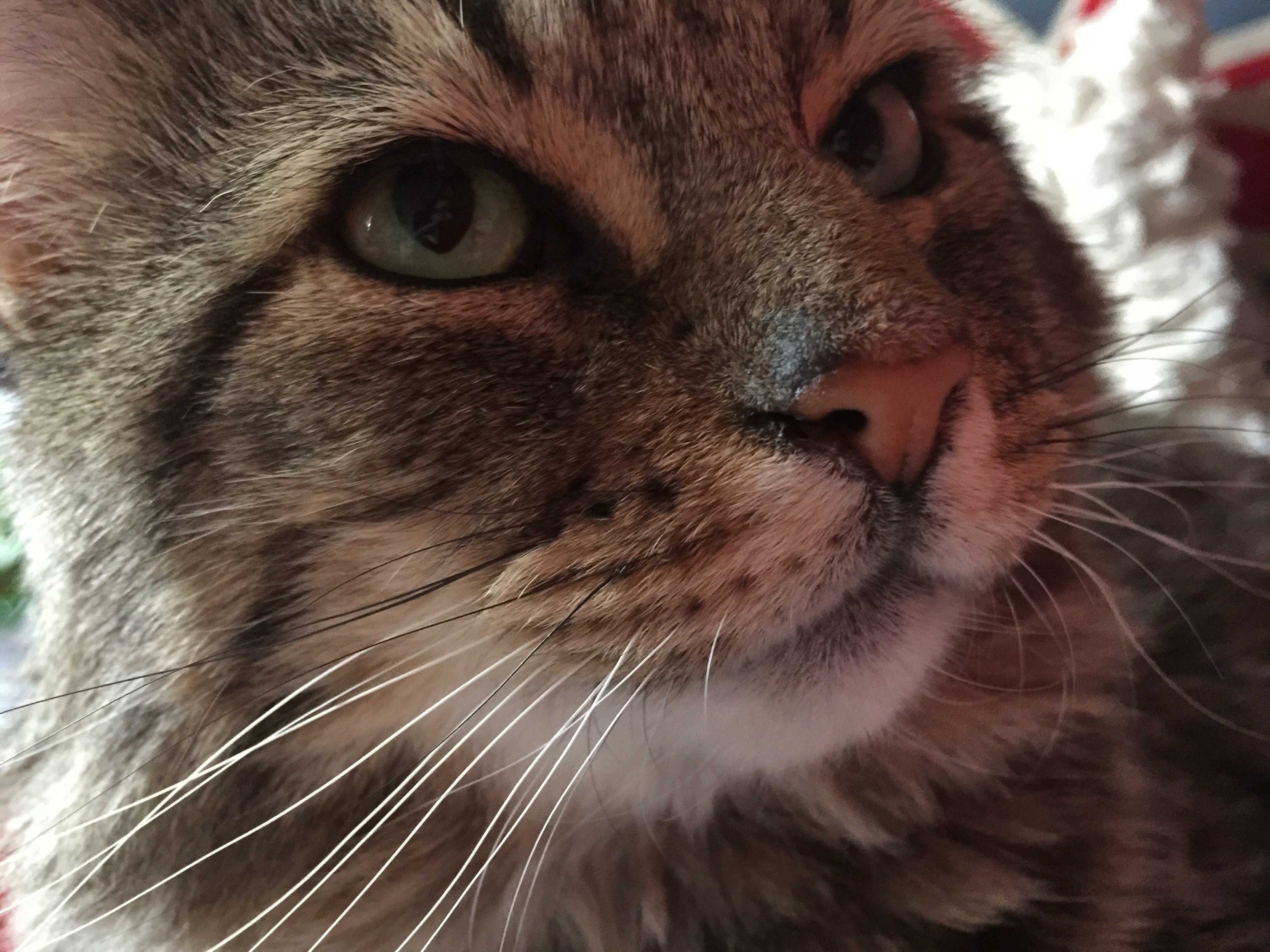 Claudius, Nikki's tabby cat