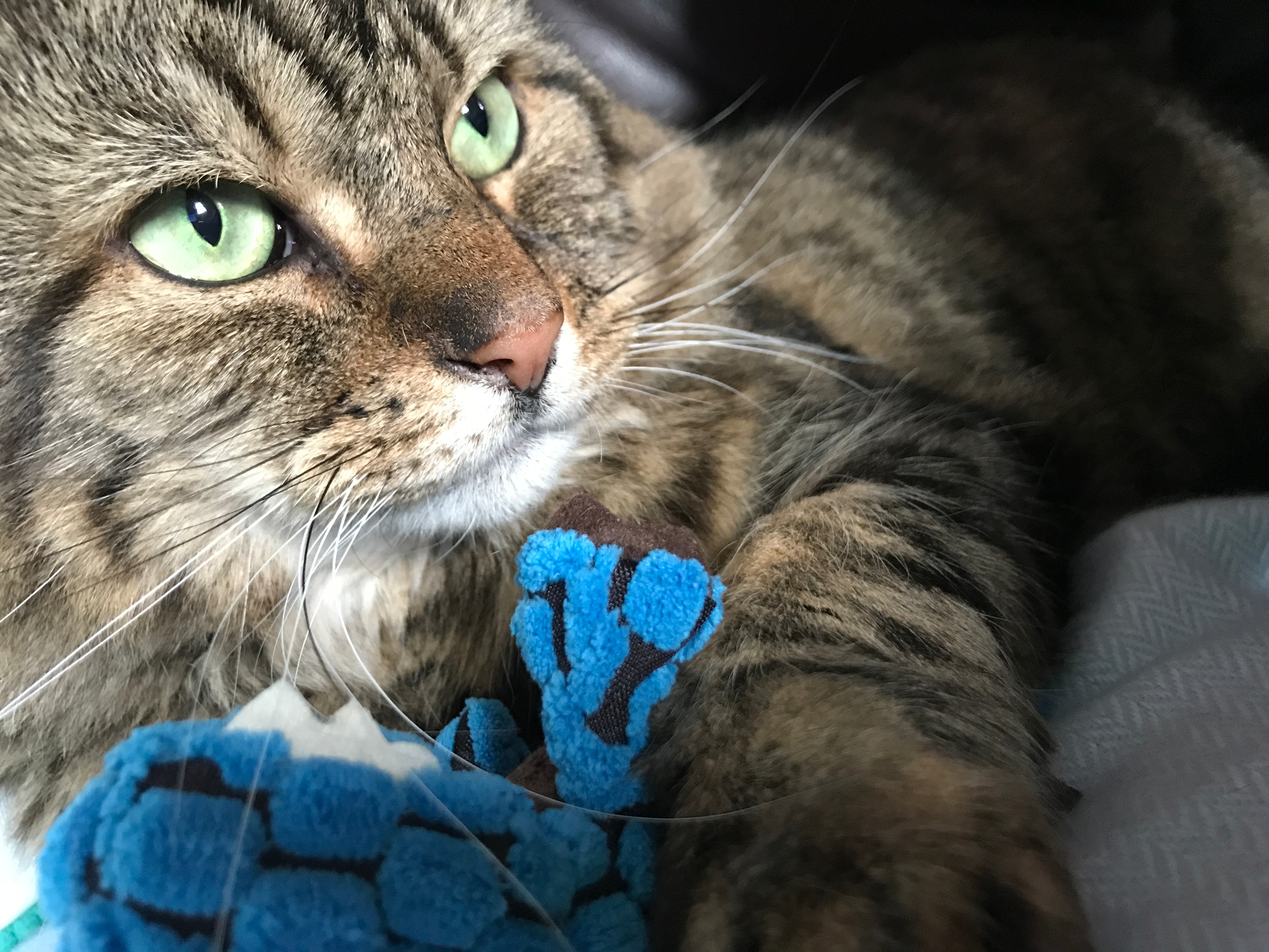 Cat in care