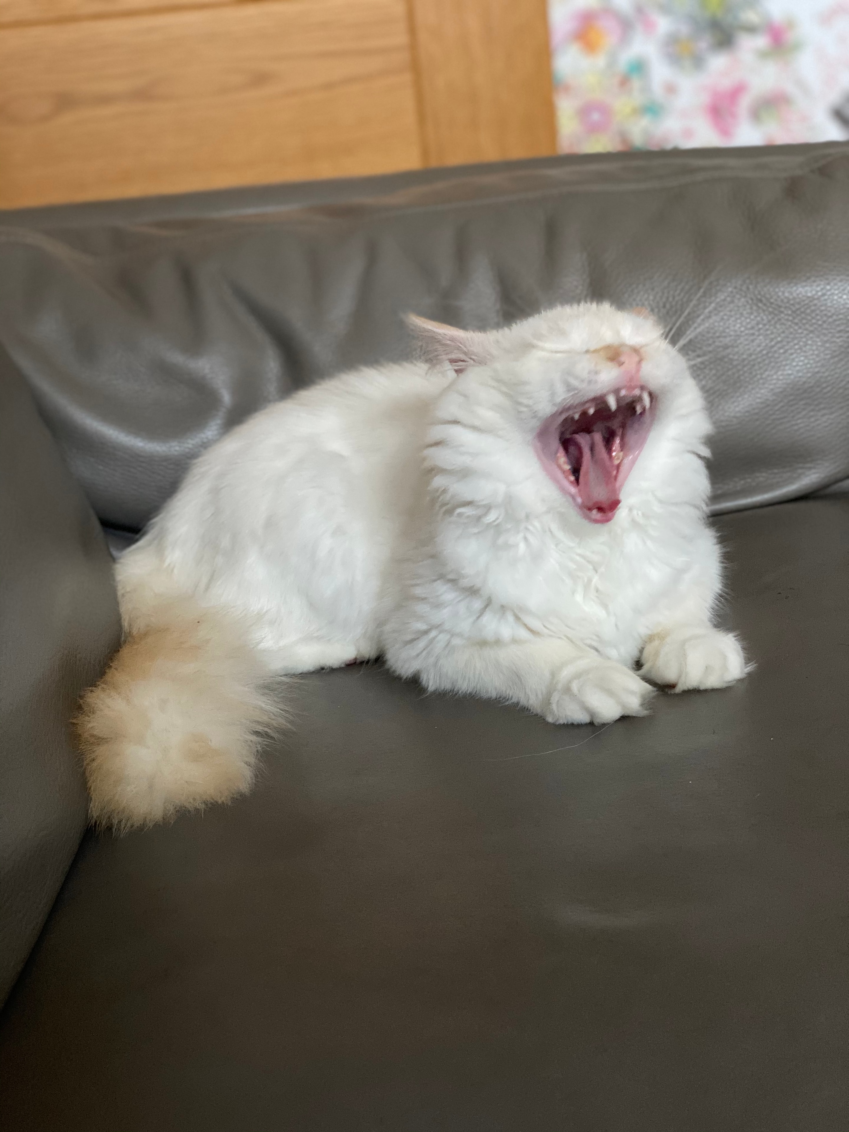 Casper, cared for by 99 Cats