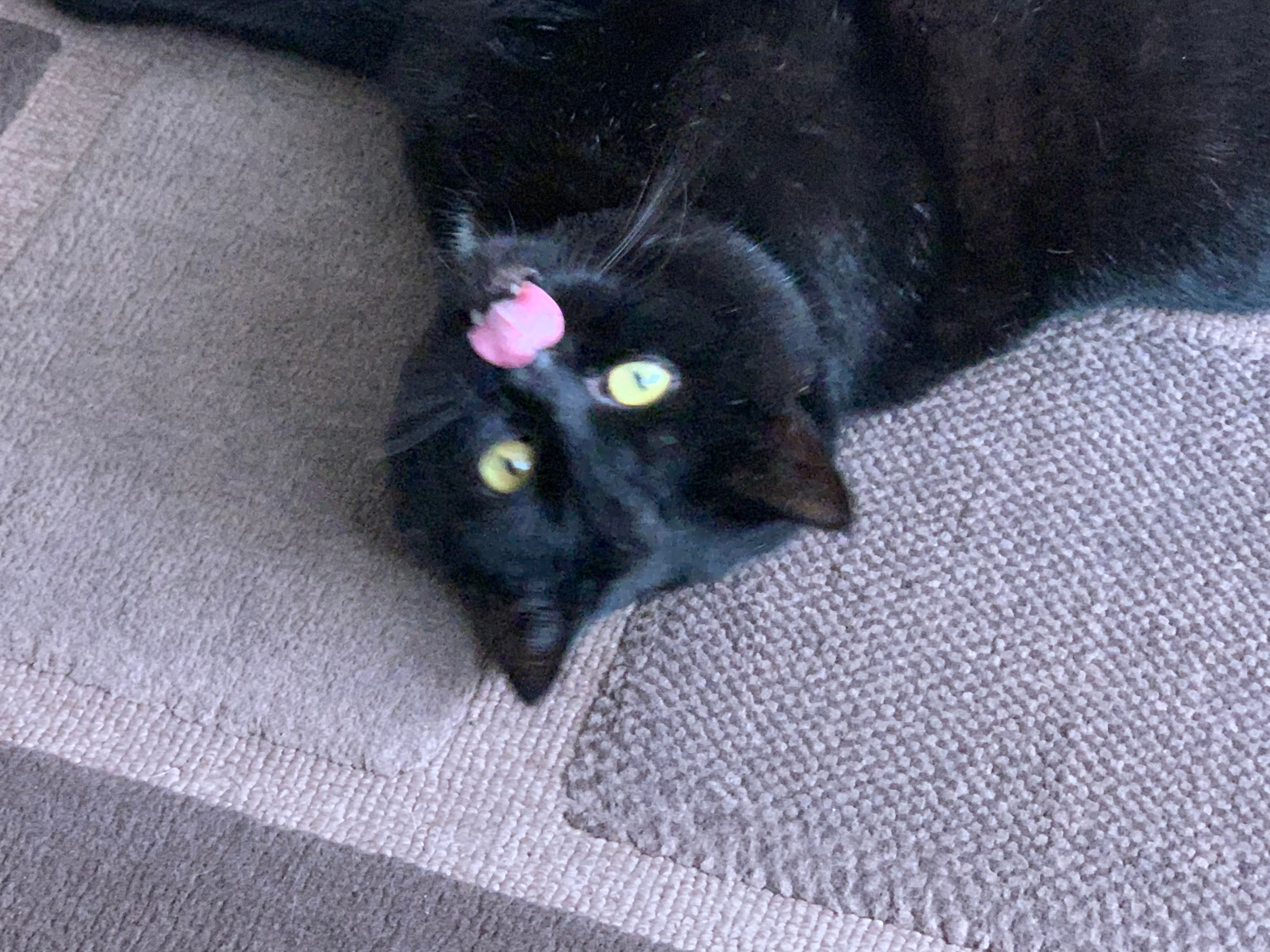 Jedi, cared for by 99 Cats