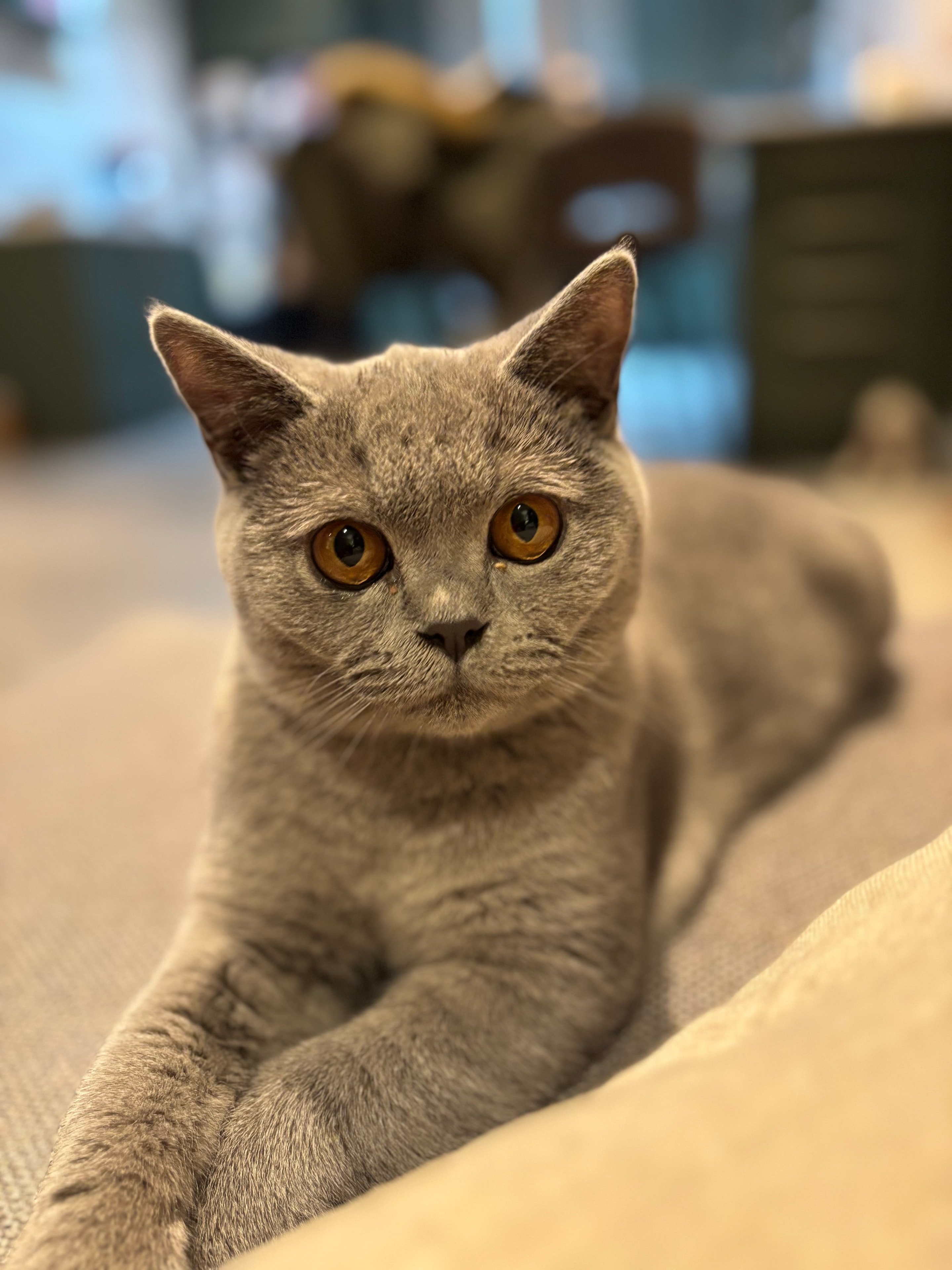 Luna, cared for by 99 Cats