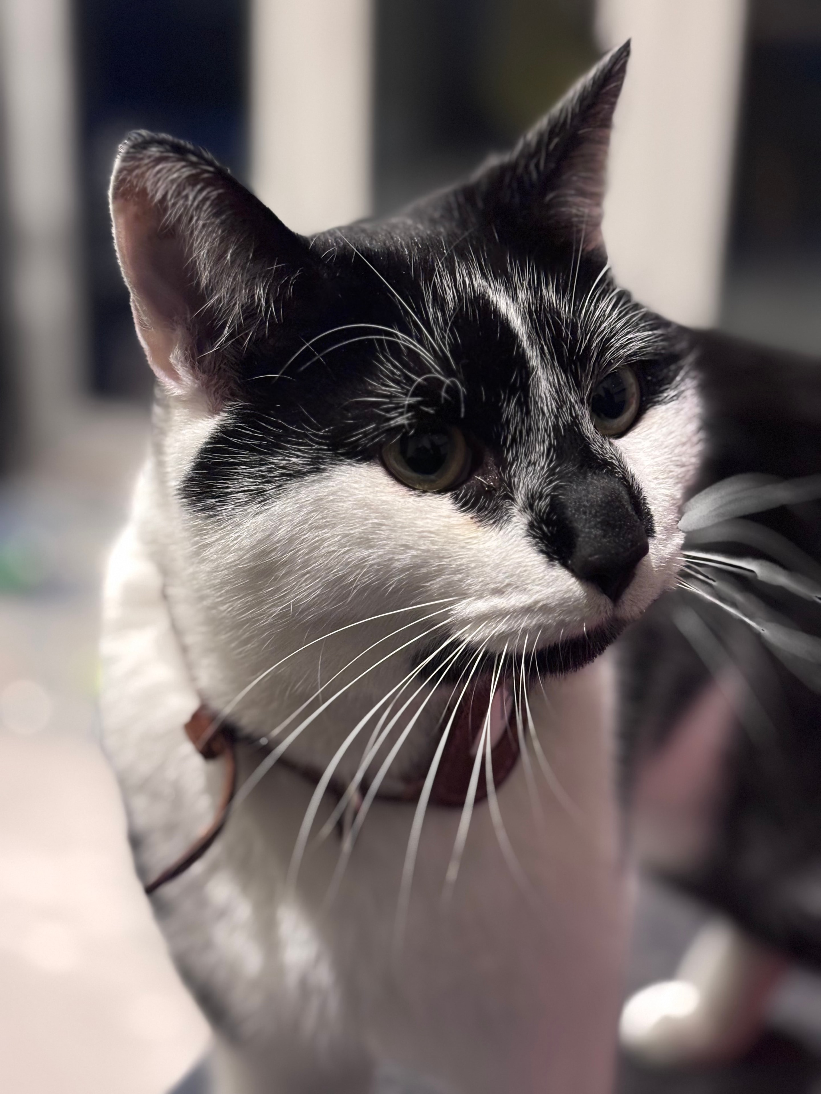 Mabel, cared for by 99 Cats