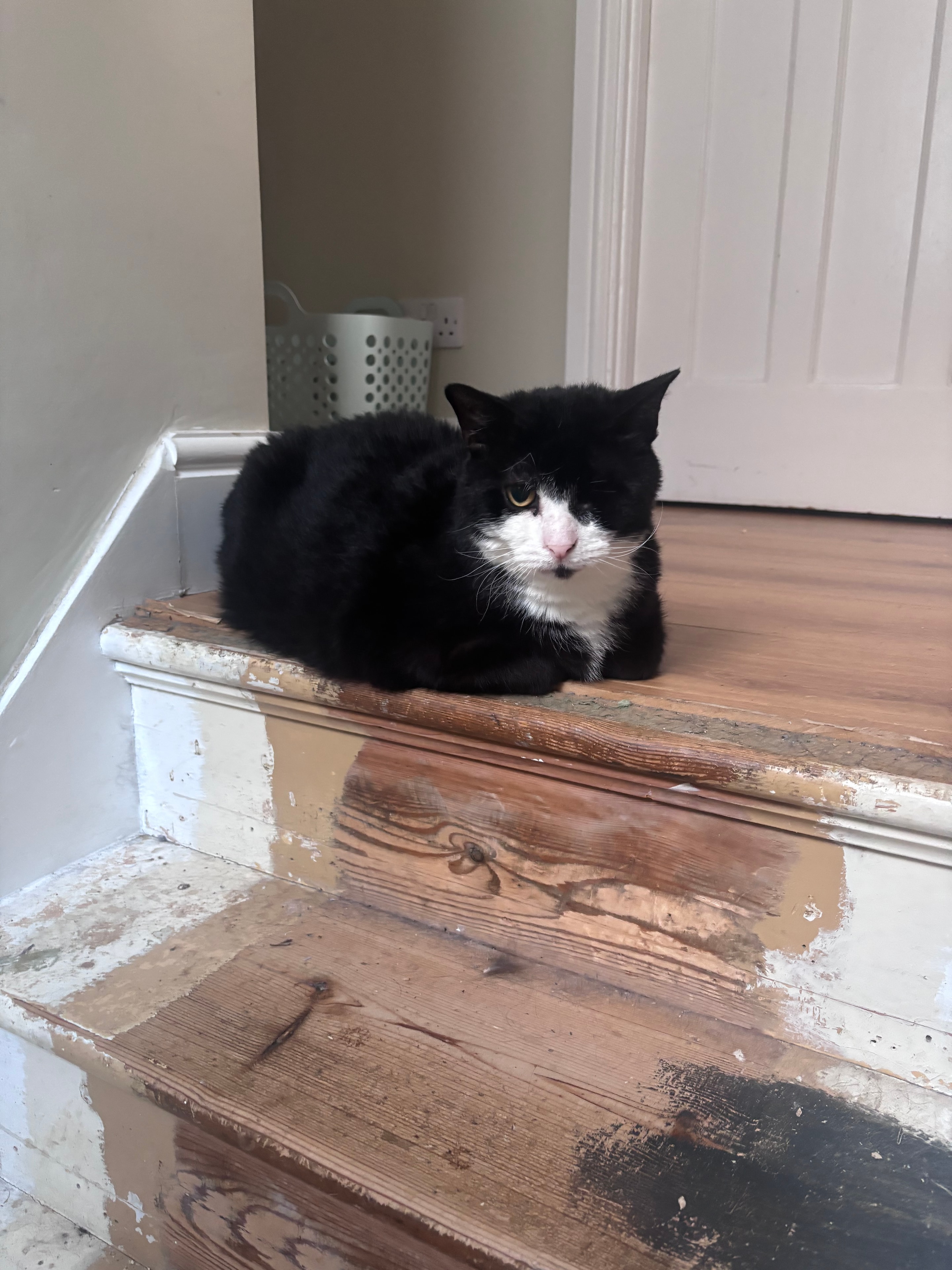 Patch, cared for by 99 Cats