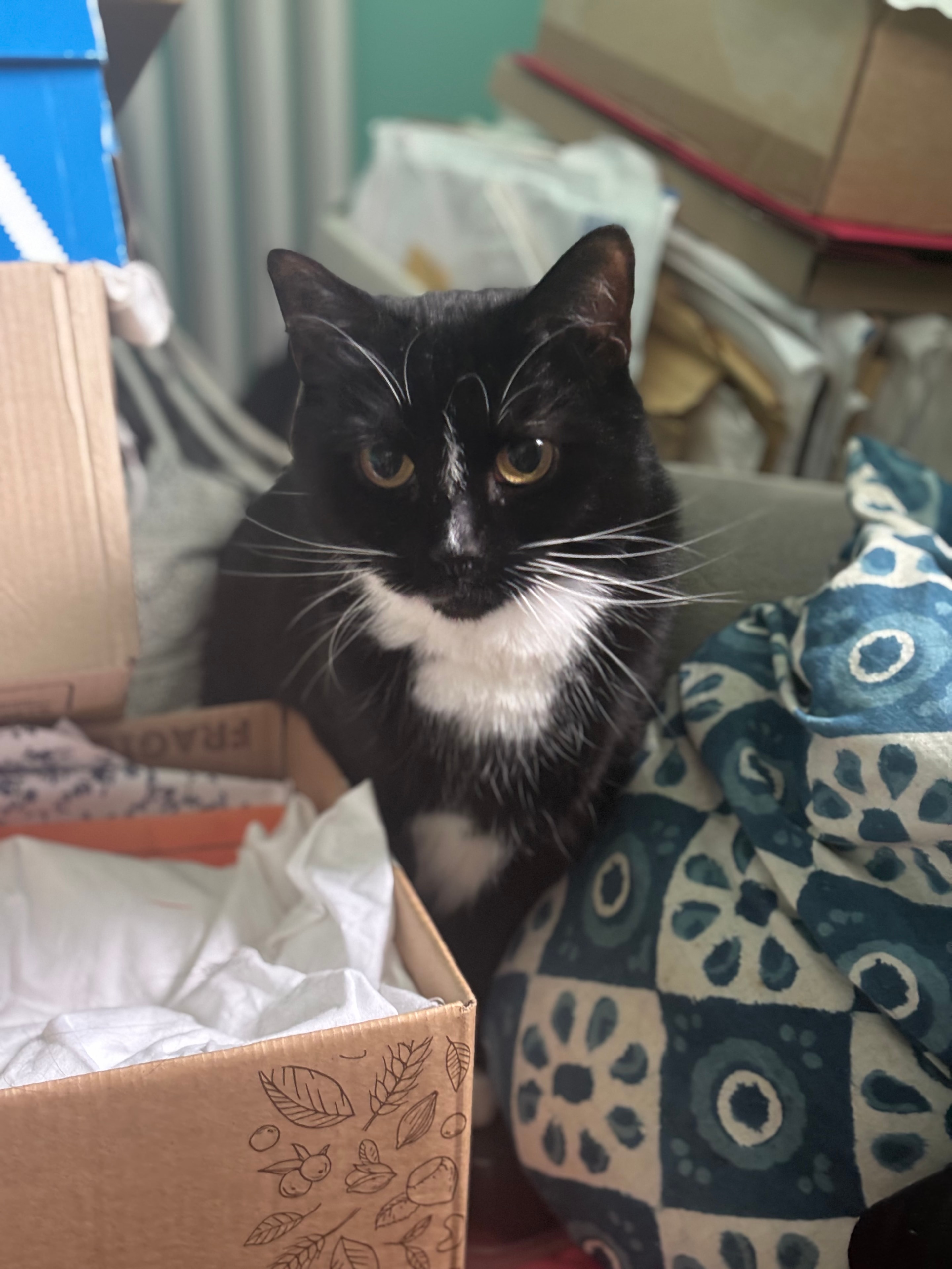 Ziggy, cared for by 99 Cats